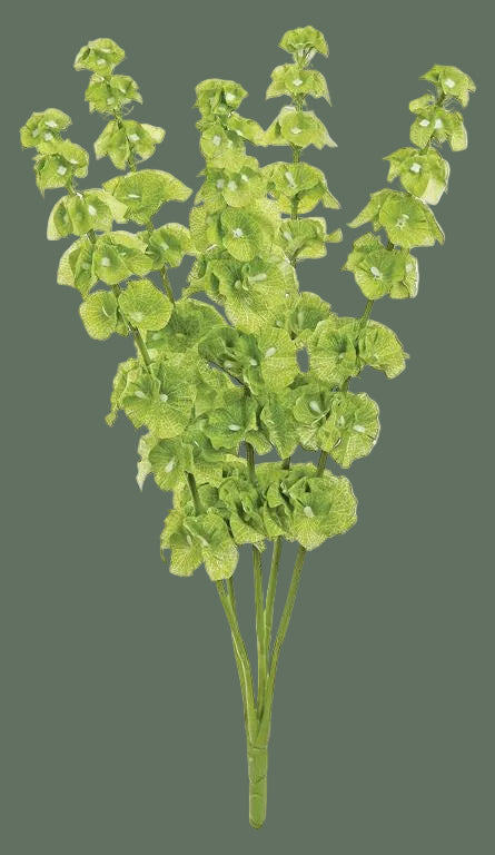 23" Bells of Ireland Bush