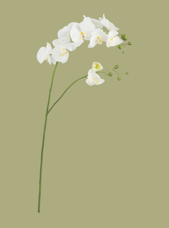 39.5" Phalaenopsis Orchid Spray , 2 Color Options