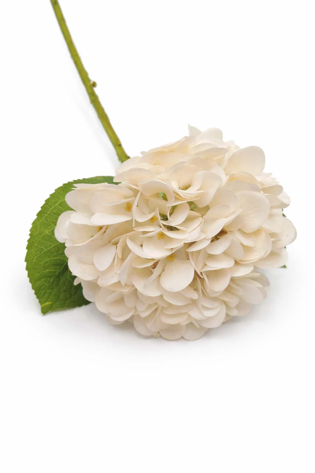 White Just Cut Grand Hydrangea
