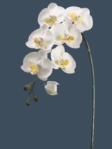 36" Large Phalaenopsis Orchid Spray