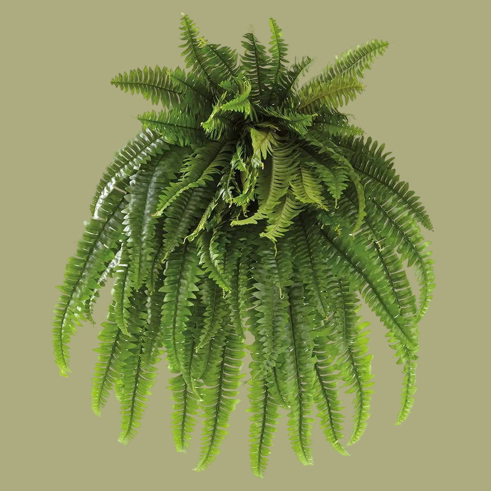 38" Boston Fern Bush