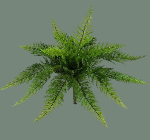 Maidenhair Fern Bush 15'L