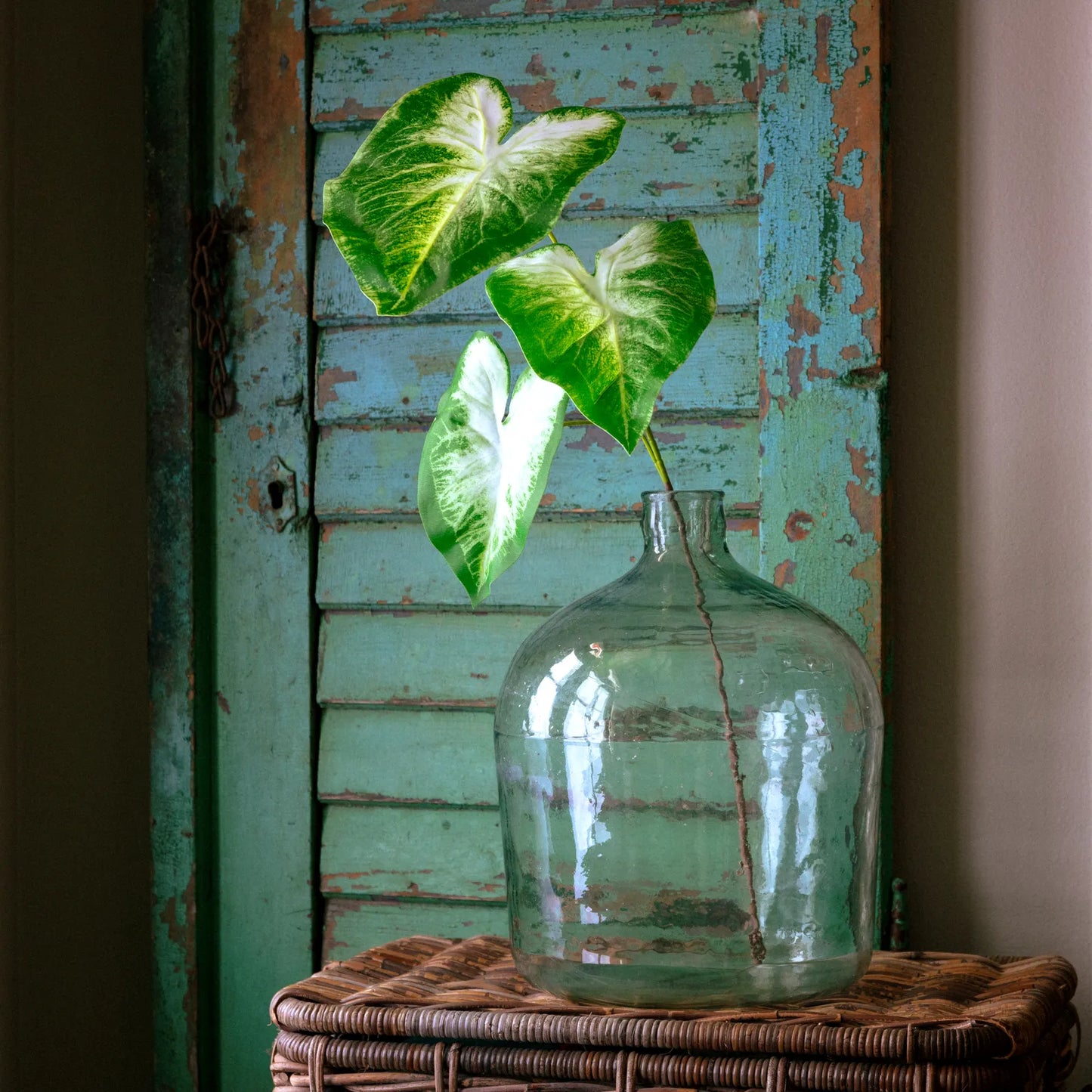 Pre Order Natural Touch Caladium