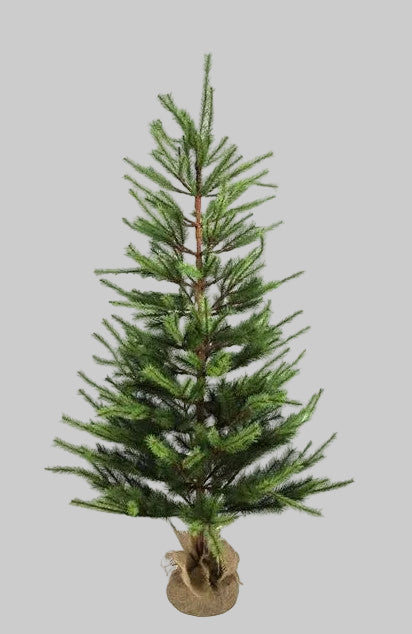 5' Monarch Pine Stubby Tree