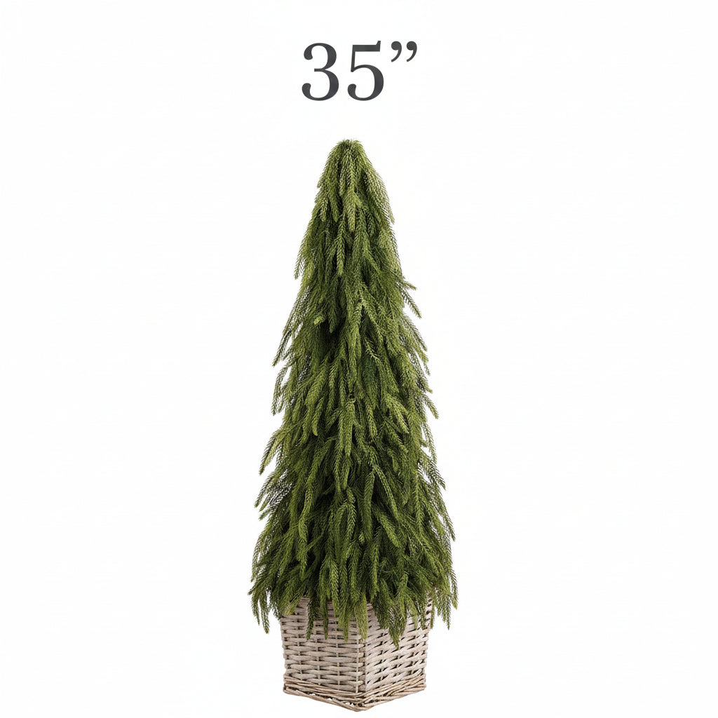 Cypress Cone Topiary in Basket , 2 Size Options