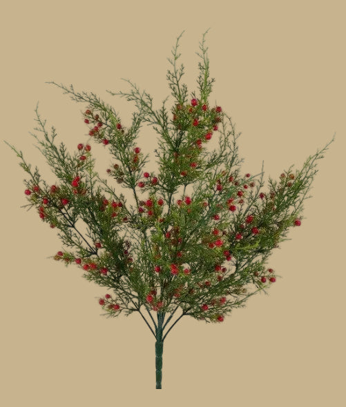 Oregon Juniper Berry Bush