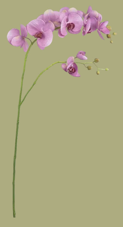 39.5" Phalaenopsis Orchid Spray , 2 Color Options