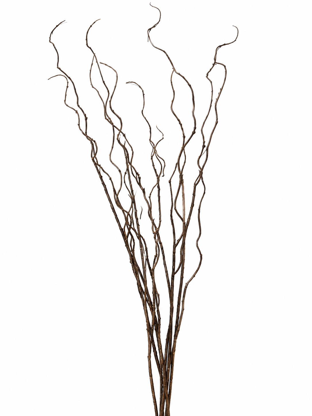 Green Brown Twig Curly Spray - 43”