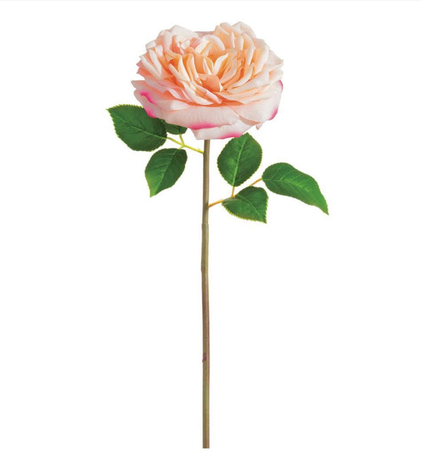 20” Open Cabbage Rose Spray - Two Tone Pink