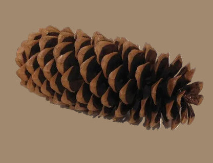 Large Sugar Pine Pinecone