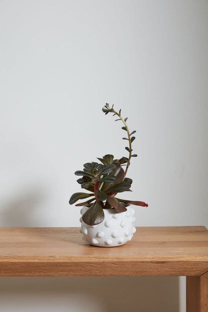 6.5" Fem Rosa Pot