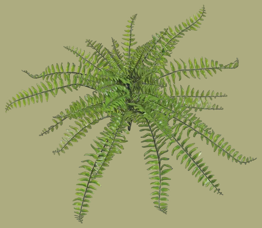 15" Large Boston Fern