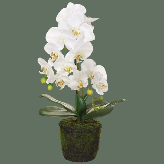 19" White Phalaenopsis Orchid Plant With Soil And Moss
