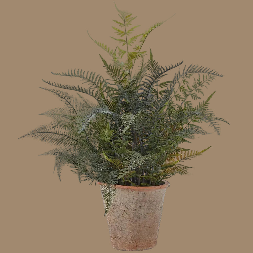 36"Mixed Green Fern & Cycas Palm in Clay Pot