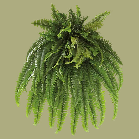 38" Boston Fern Bush