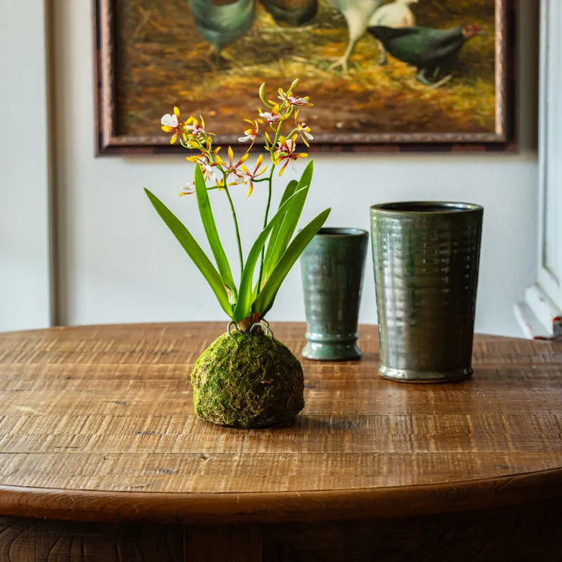 Small Mini Vanda Orchid in Moss Ball, 2 Color Options