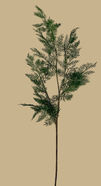 53" L Juniper Branch