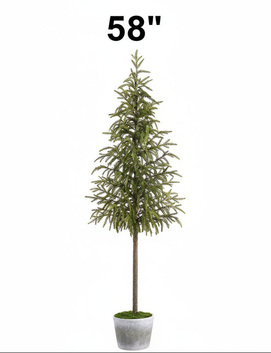 Cypress Tree in Cement Pot, 2 Size Options