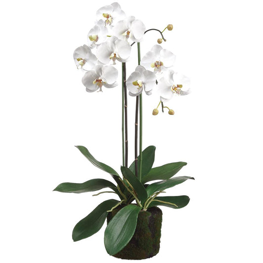 30" Phalaenopsis Orchid Plant With Soil And Moss White