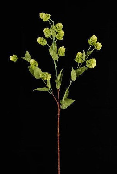 Hops Spray 39" L